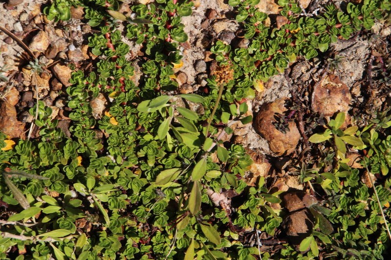 Bergia glomerata photo 6