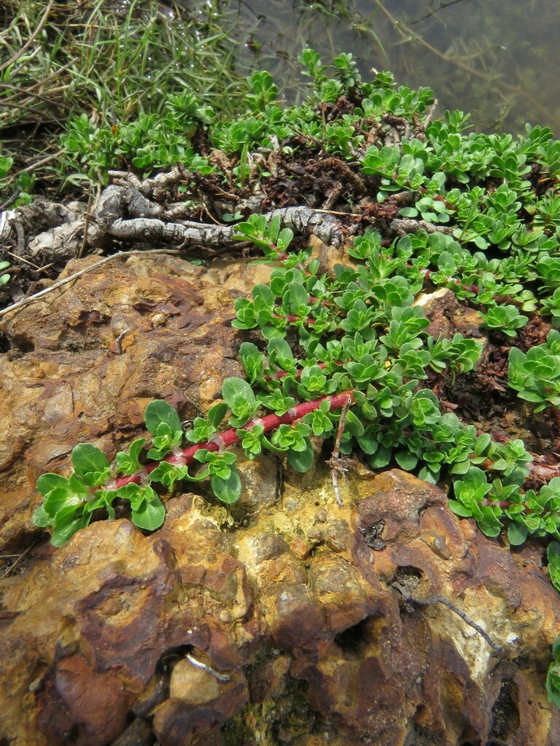 Bergia glomerata photo 7
