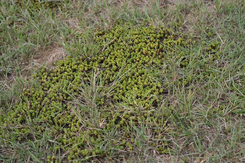 Bergia glomerata photo 8