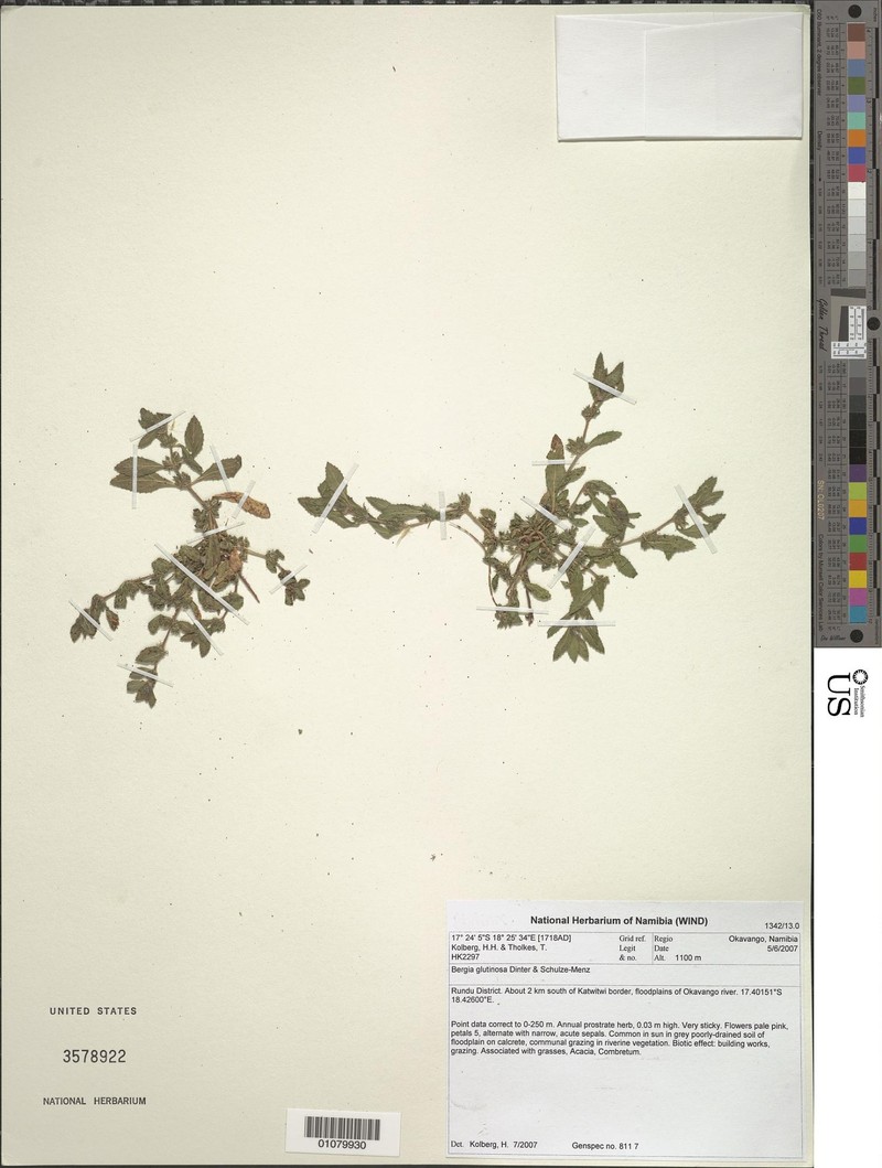 Bergia glutinosa