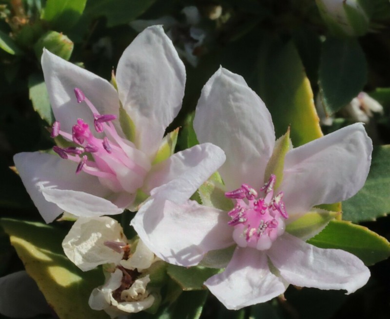 Bergia henshallii