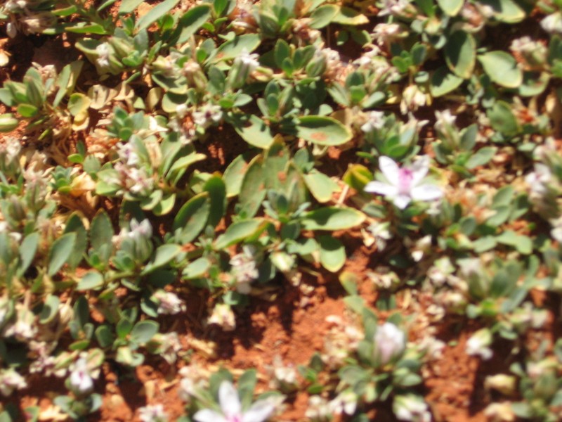 Bergia henshallii photo 2