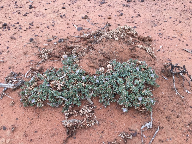 Bergia henshallii photo 3