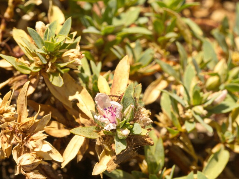 Bergia henshallii photo 4
