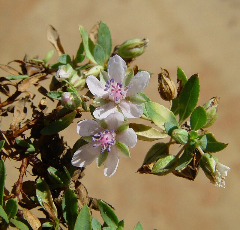Bergia henshallii photo 5