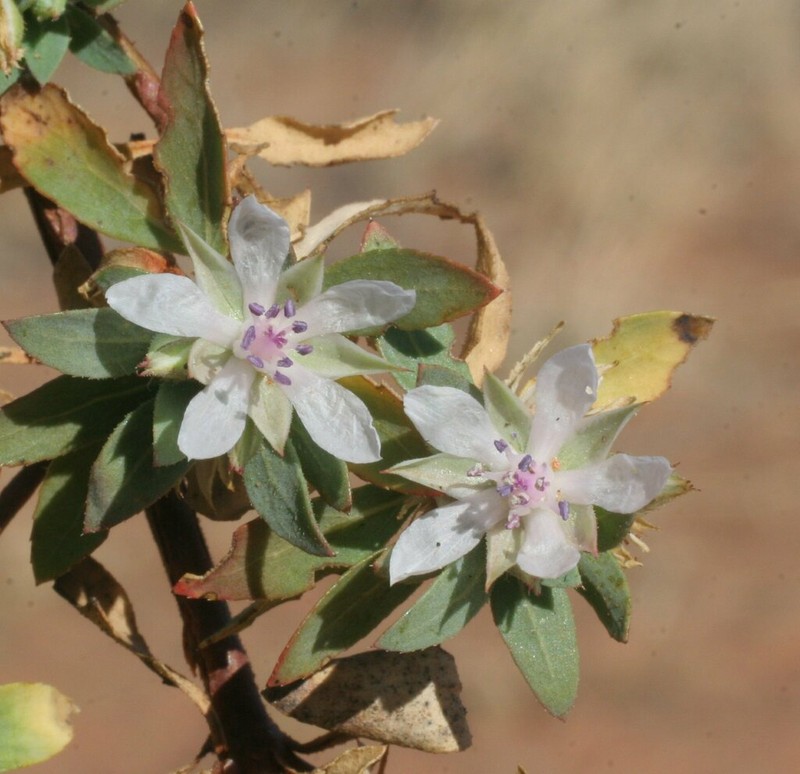 Bergia henshallii photo 6