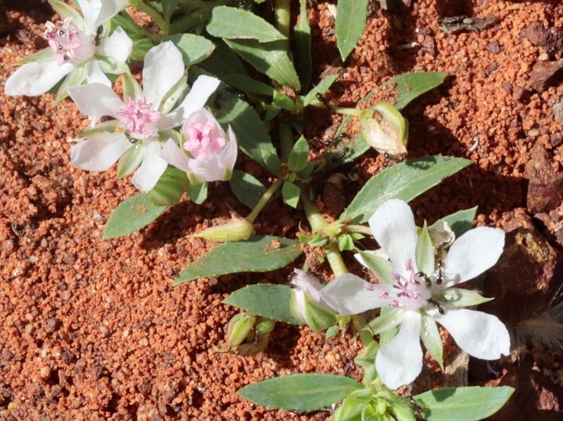Bergia henshallii photo 7