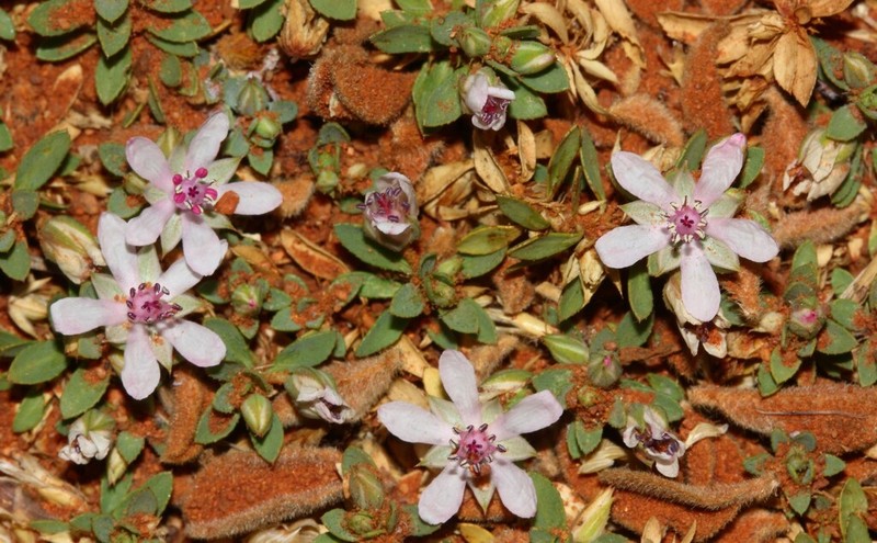 Bergia henshallii photo 8