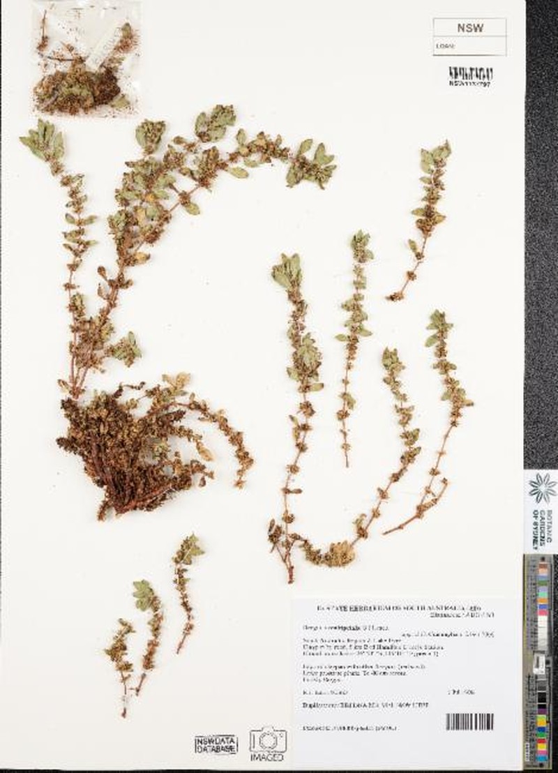 Bergia occultipetala