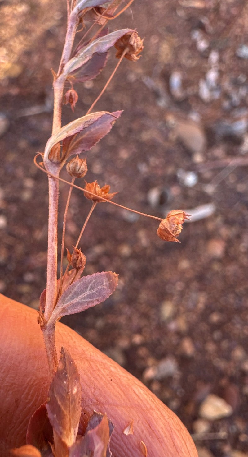 Bergia pedicellaris