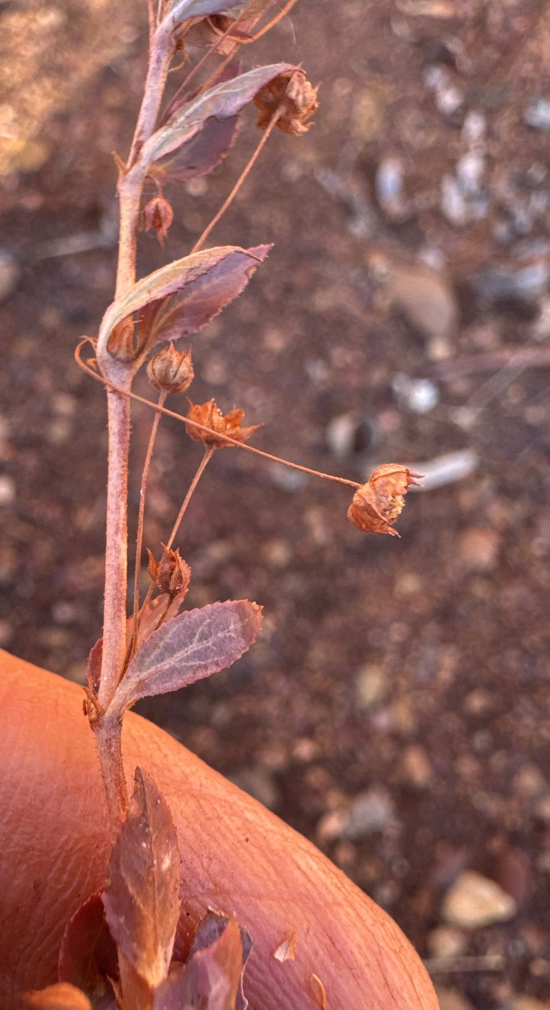 Bergia pedicellaris photo 7