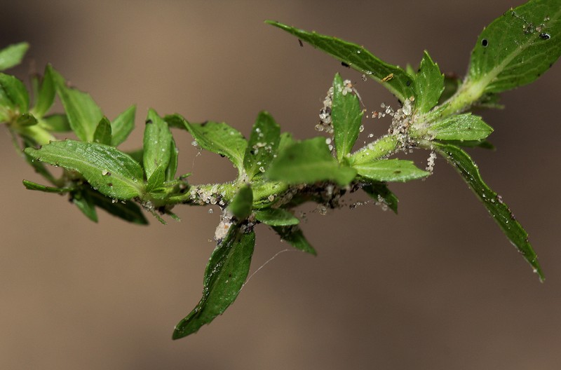 Bergia pentheriana photo 3
