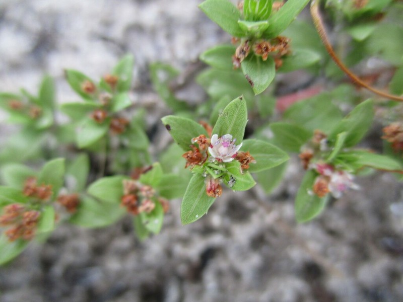 Bergia pentheriana photo 4