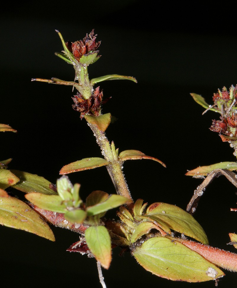 Bergia pentheriana photo 5