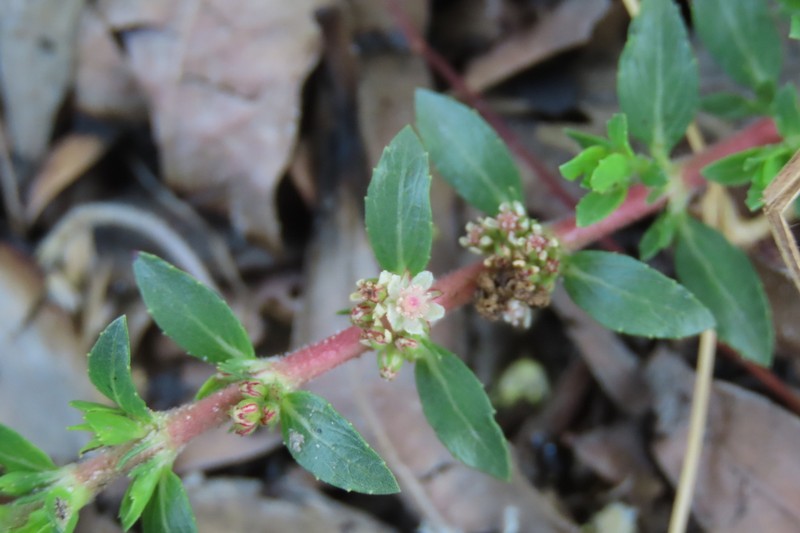 Bergia pentheriana photo 6