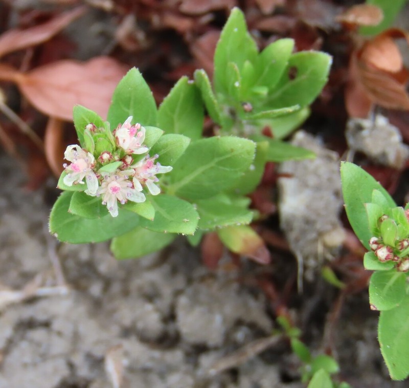 Bergia pentheriana photo 7