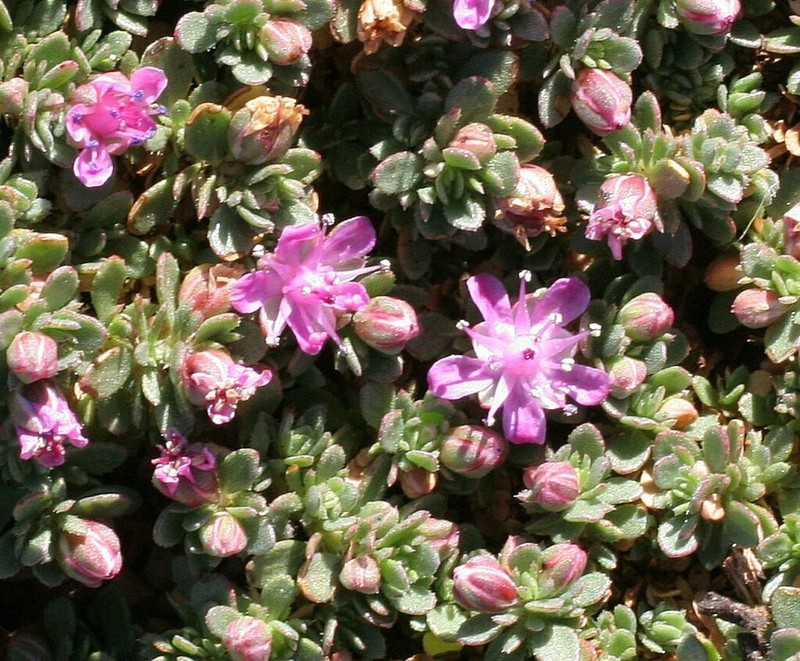 Bergia perennis