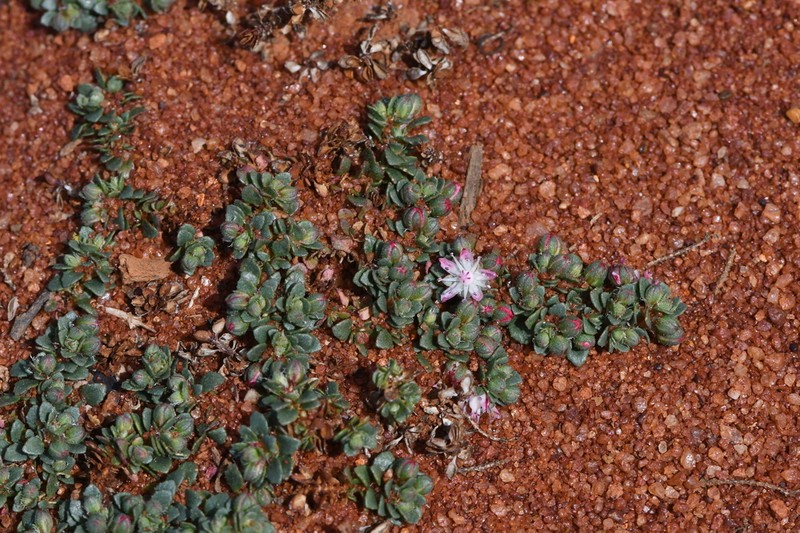 Bergia perennis photo 2