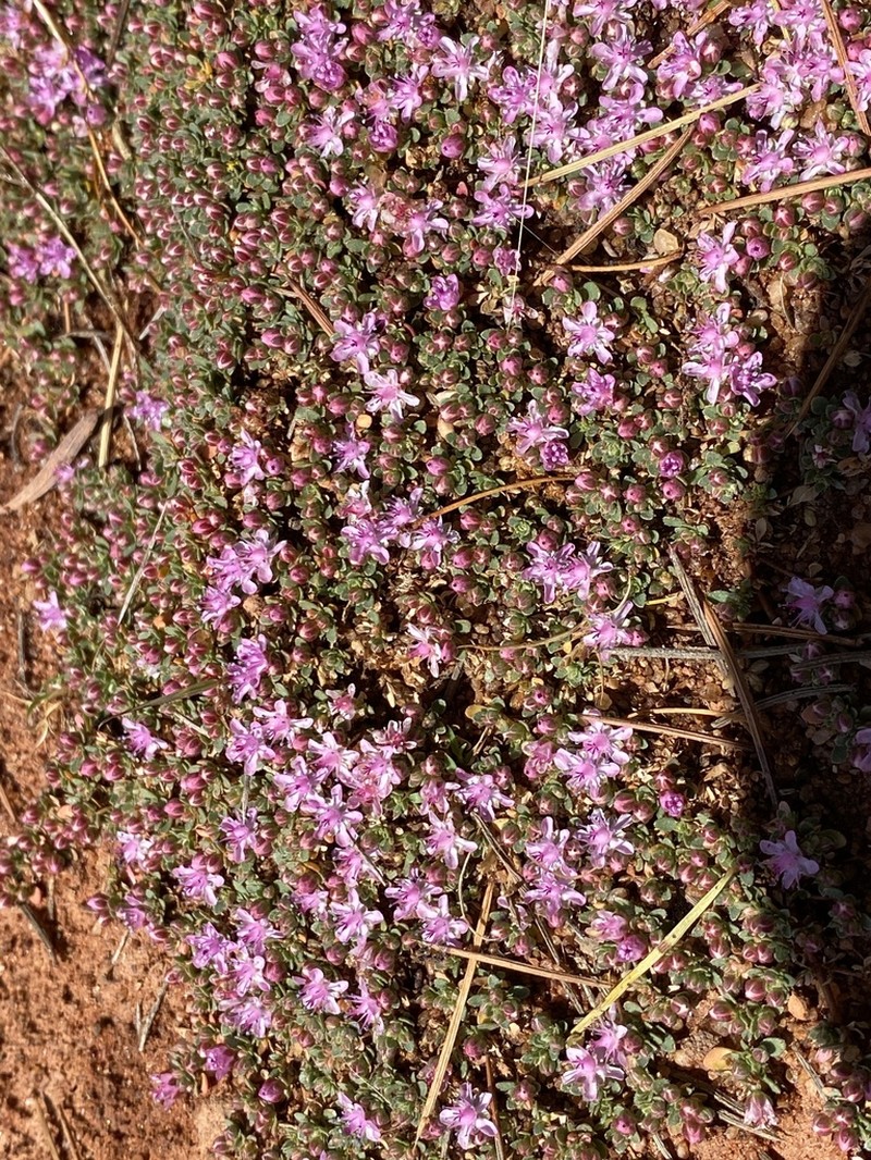 Bergia perennis photo 3