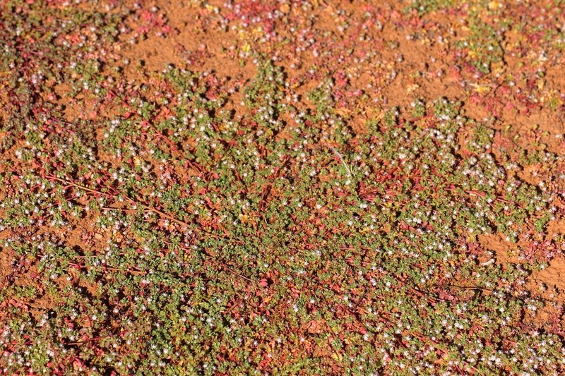 Bergia perennis photo 4