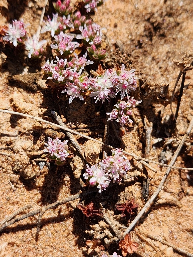 Bergia perennis photo 5