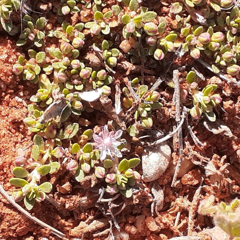 Bergia perennis photo 6
