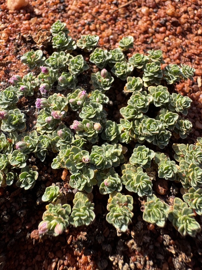 Bergia perennis photo 8