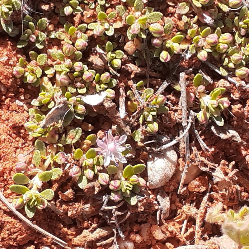 Bergia perennis subsp. obtusifolia