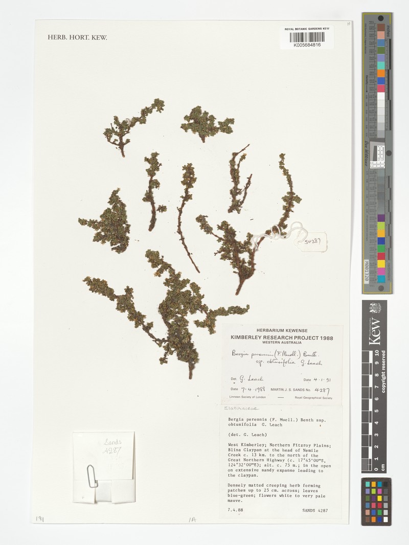 Bergia perennis subsp. obtusifolia photo 2