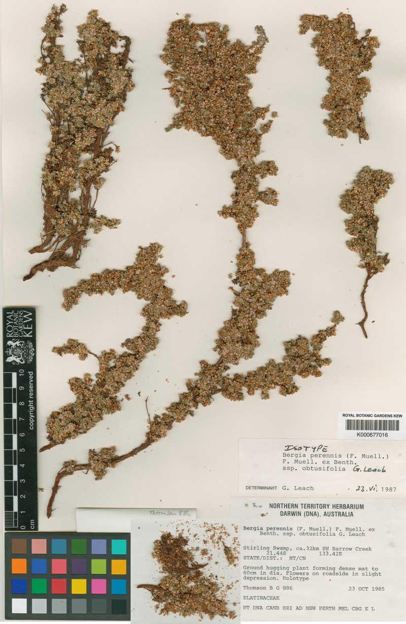 Bergia perennis subsp. obtusifolia photo 3
