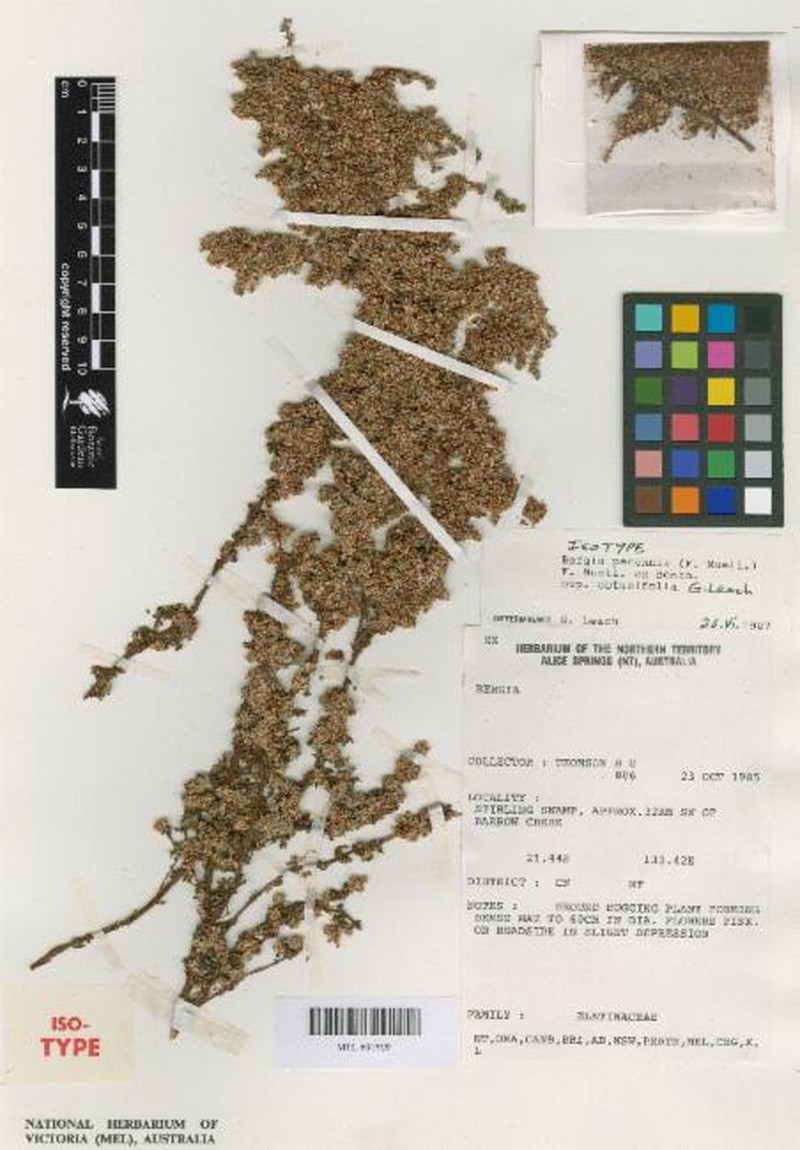 Bergia perennis subsp. obtusifolia photo 4