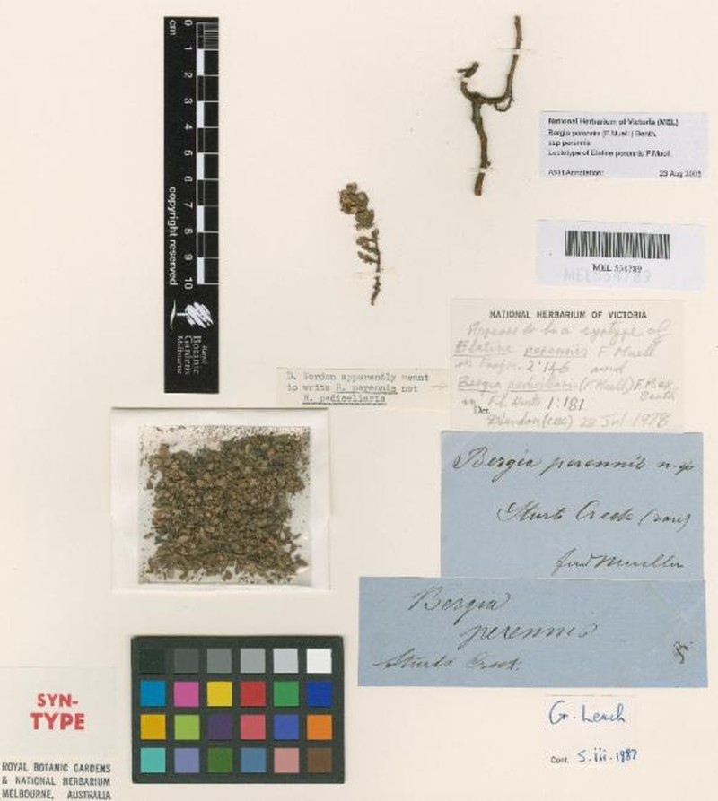 Bergia perennis subsp. perennis