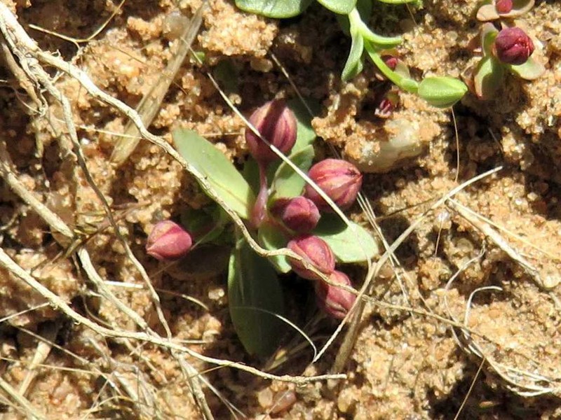 Bergia polyantha photo 2