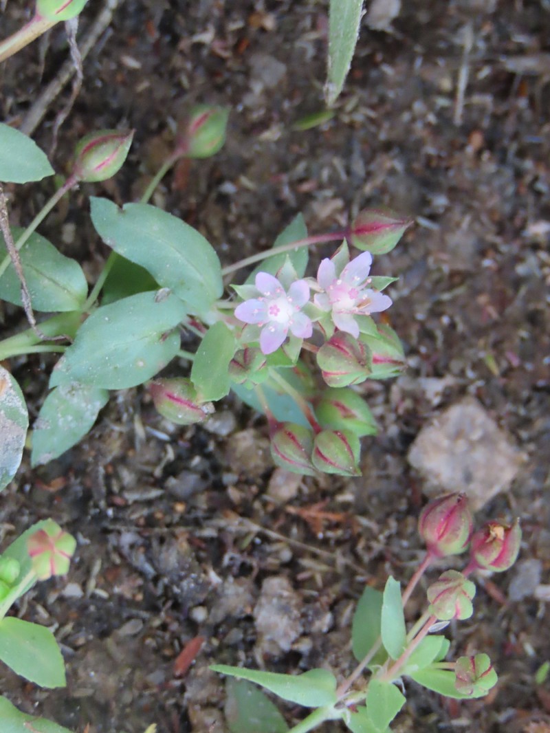 Bergia polyantha photo 3