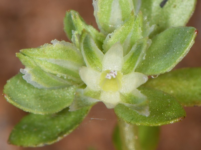 Bergia pusilla photo 4