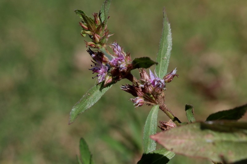 Bergia salaria photo 4