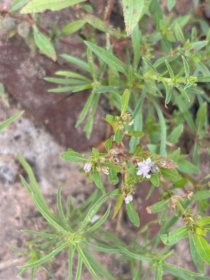 Bergia salaria photo 8