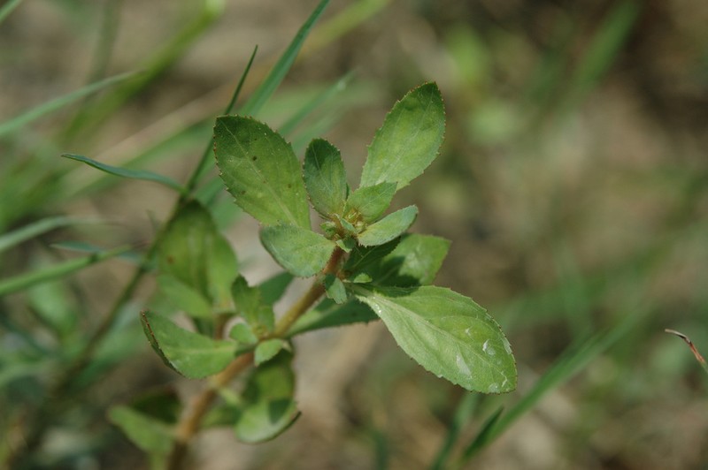 Bergia serrata