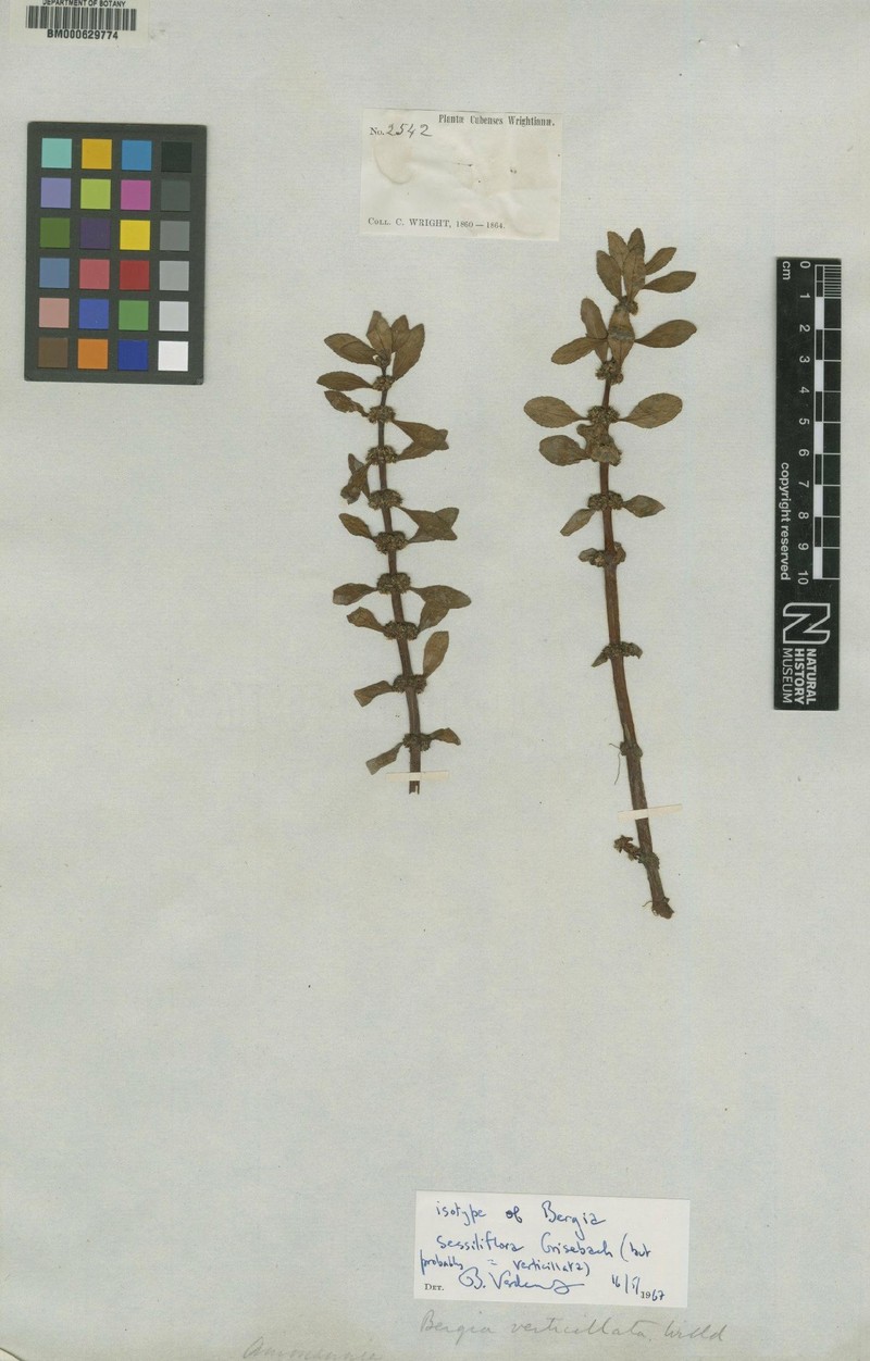 Bergia sessiliflora