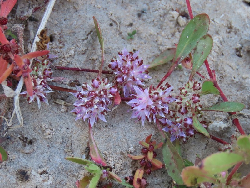 Bergia spathulata