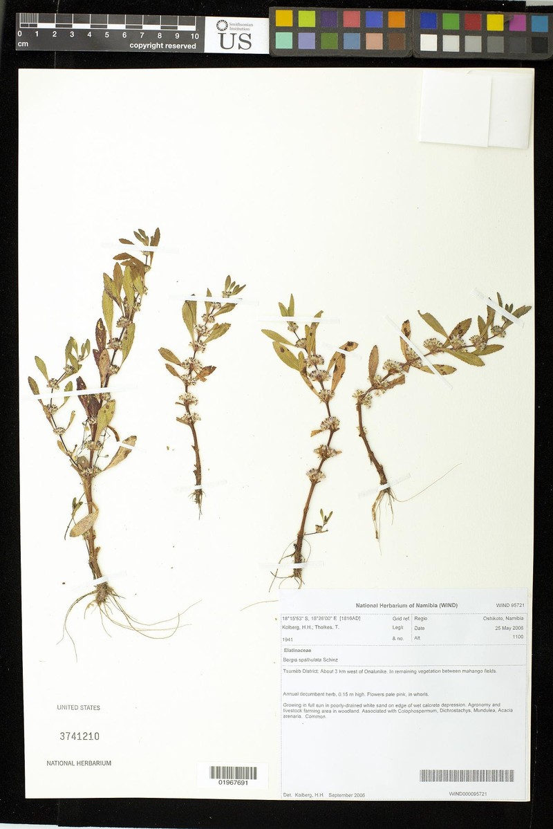 Bergia spathulata photo 2