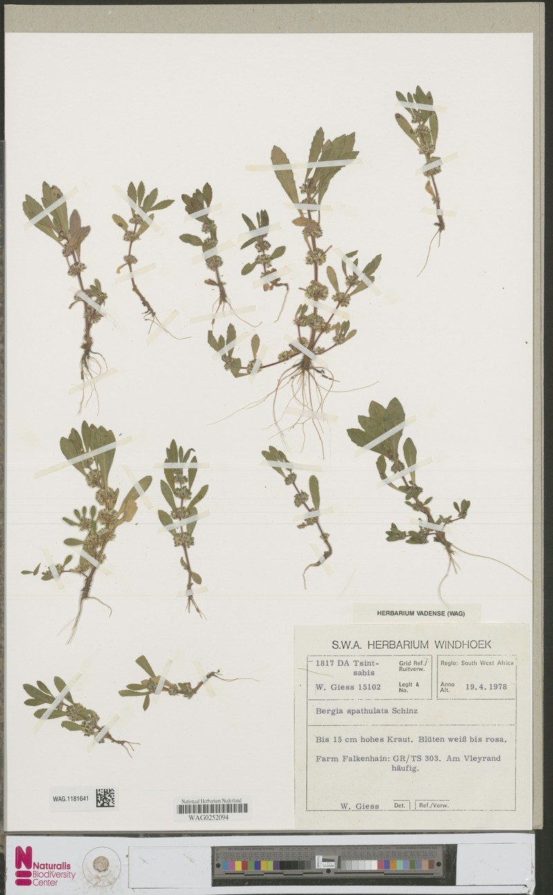 Bergia spathulata photo 3