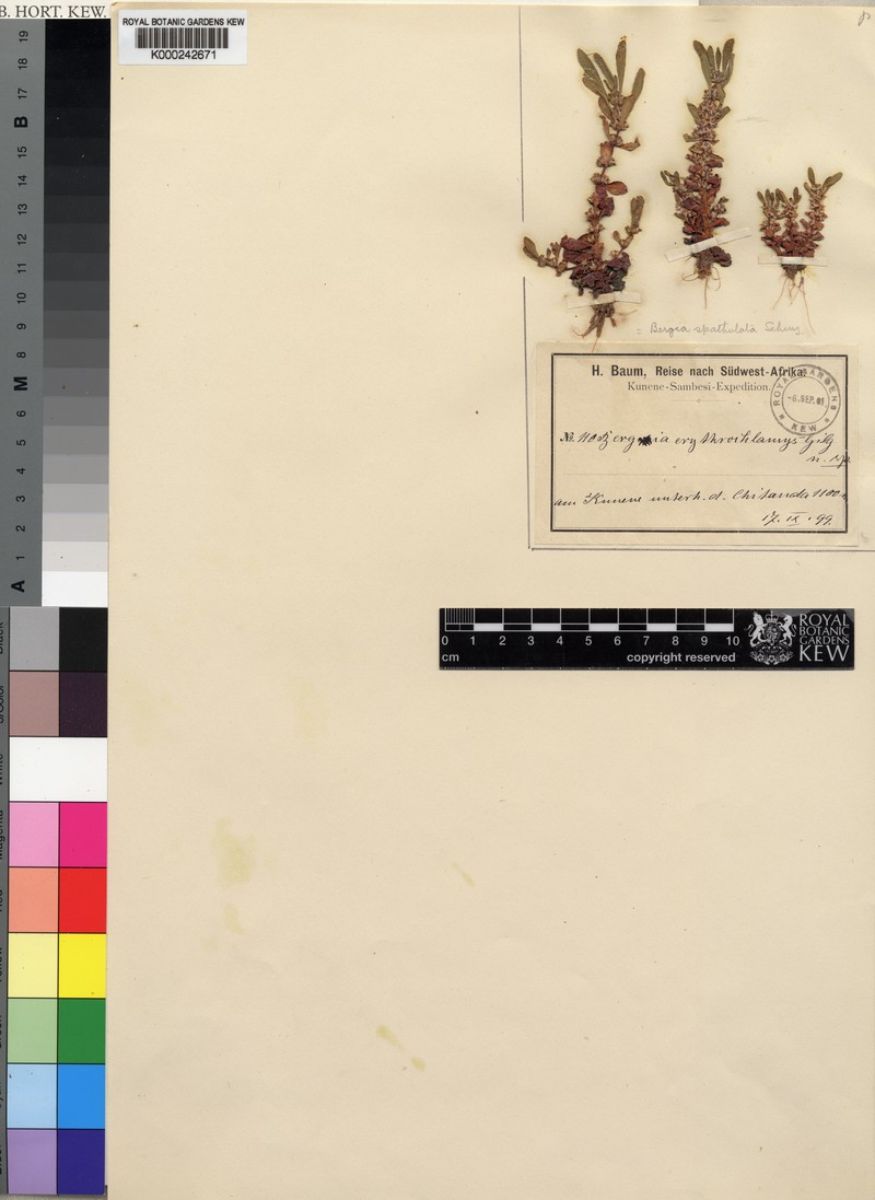Bergia spathulata photo 4