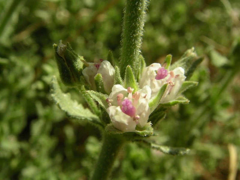 Bergia suffruticosa