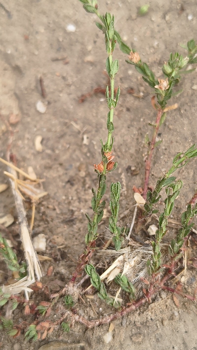 Bergia suffruticosa photo 2