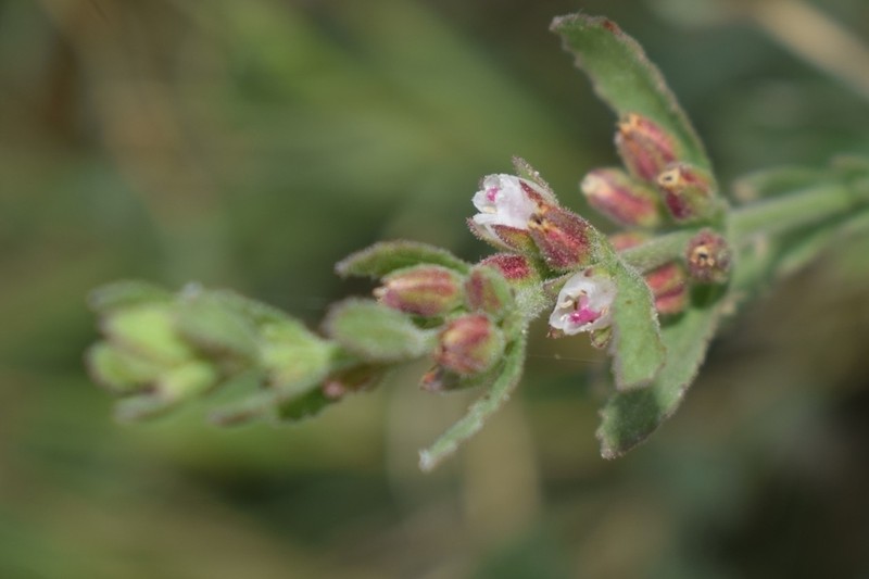 Bergia suffruticosa photo 3