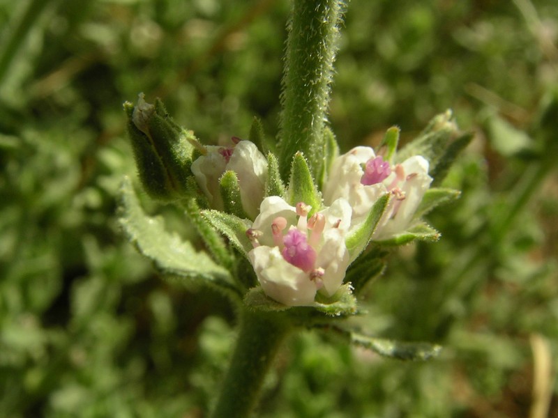 Bergia suffruticosa photo 4