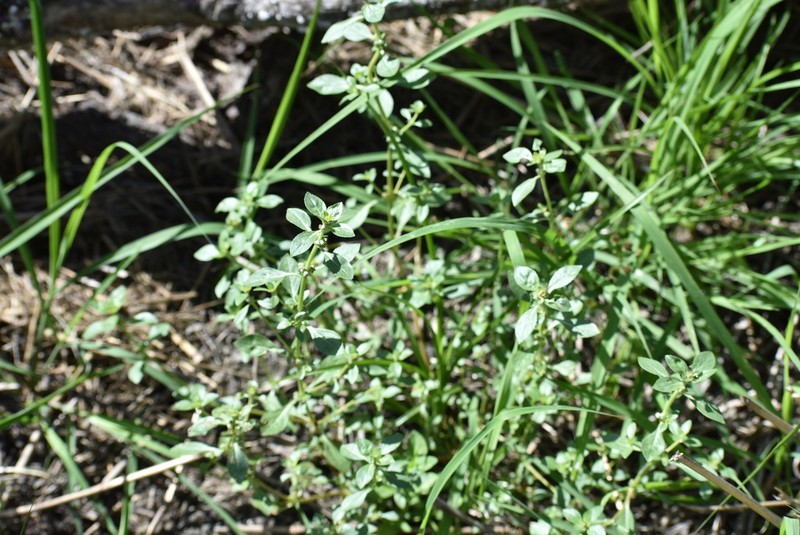Texas Bergia photo 2