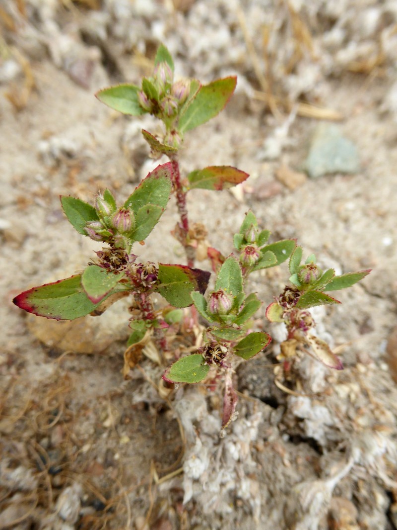 Texas Bergia photo 3