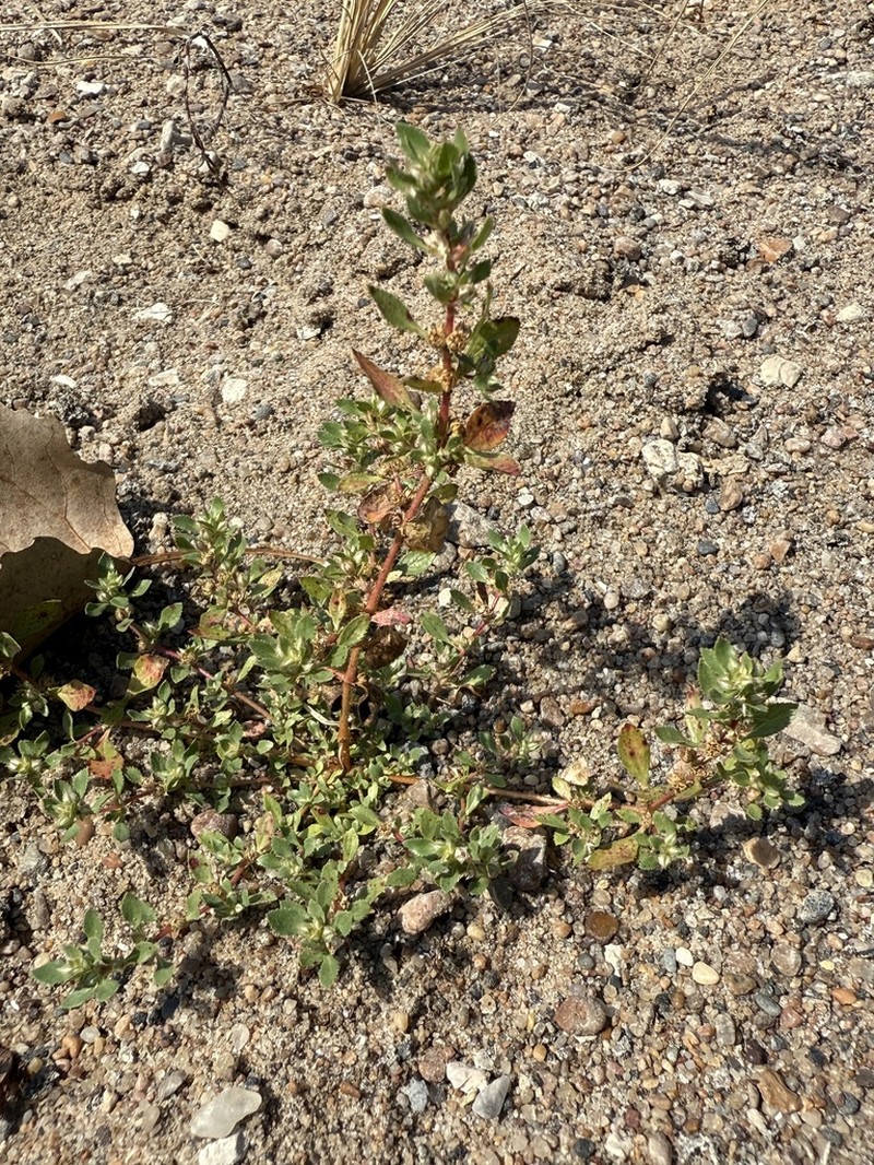 Texas Bergia photo 4